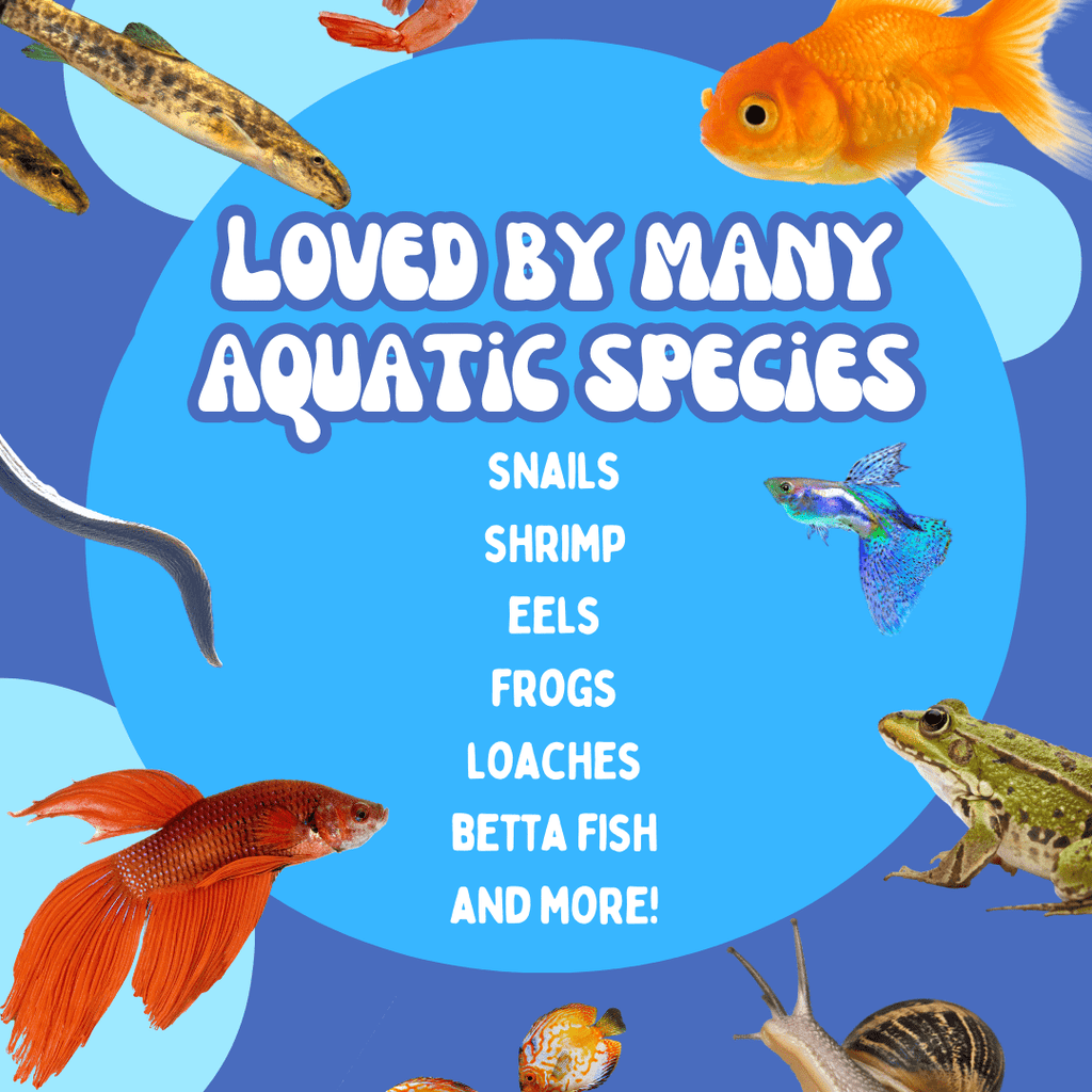 Aquarium or Terrarium Pocket Cave | Minimalist Shelter Cave for Fish, Shrimp, Reptiles, Amphibians, & More!