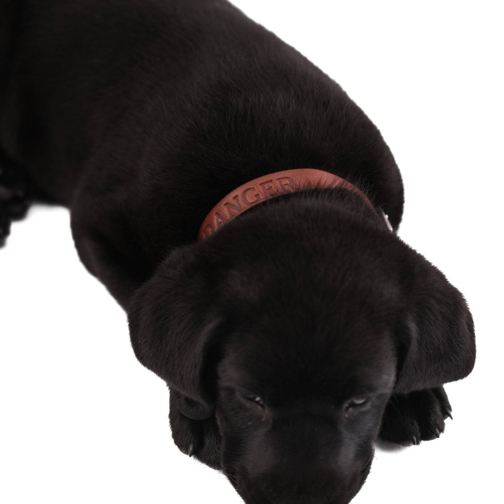 Leather Dog Collar - Classic