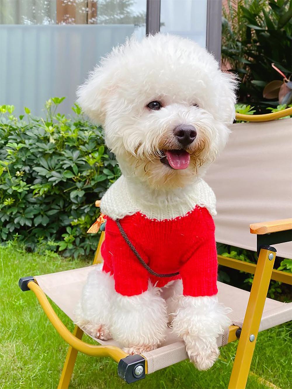 Pet Collared Christmas Sweater | NCS