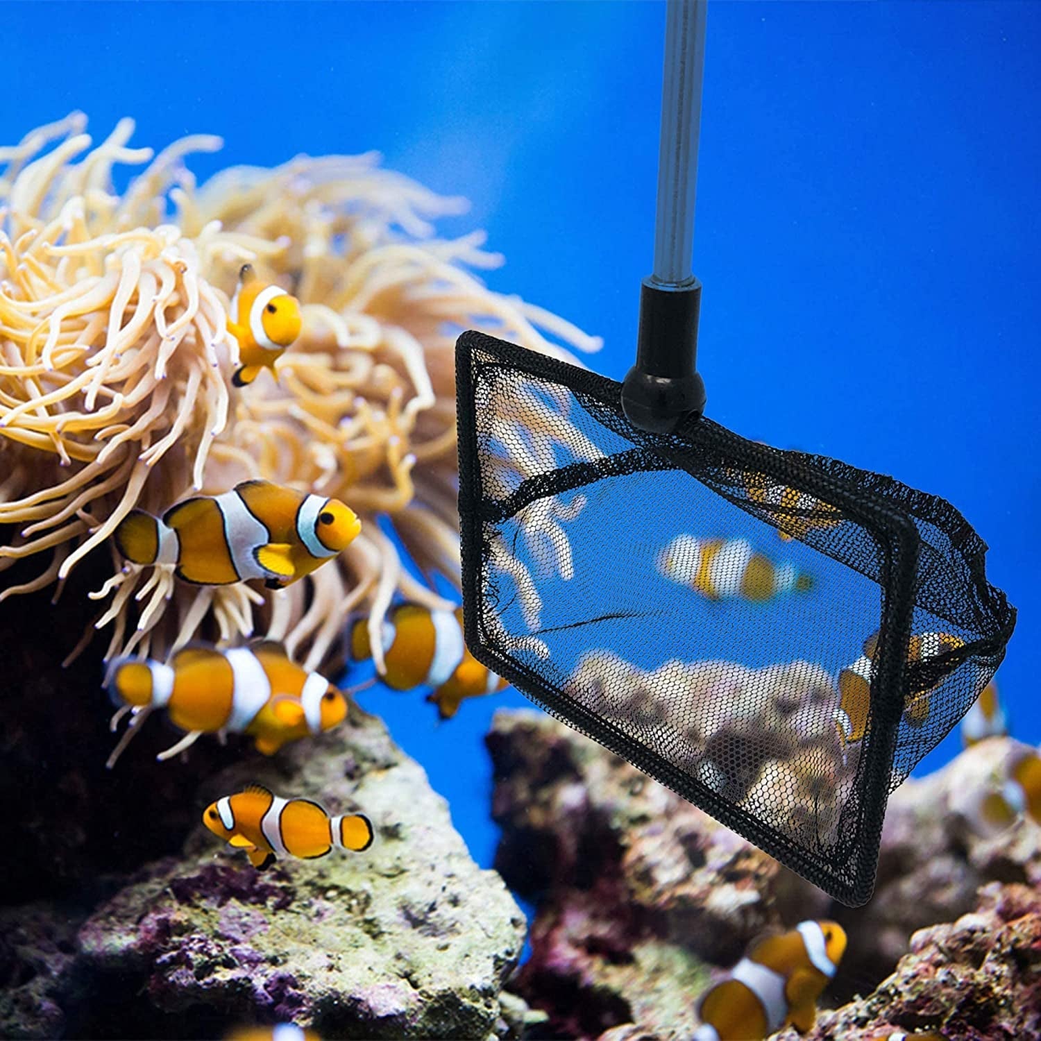 2.5 Inch Fish Net for Fish Tank